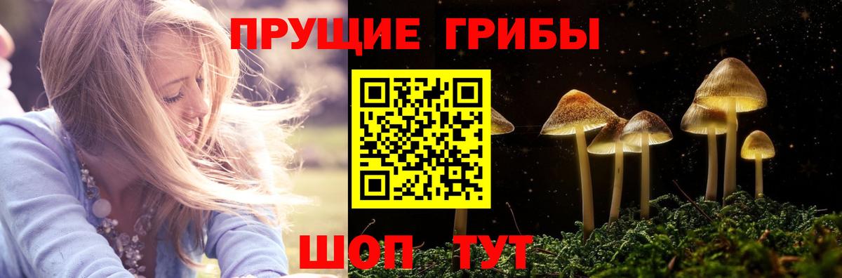 Псилоцибиновые грибы Psilocybe Родники